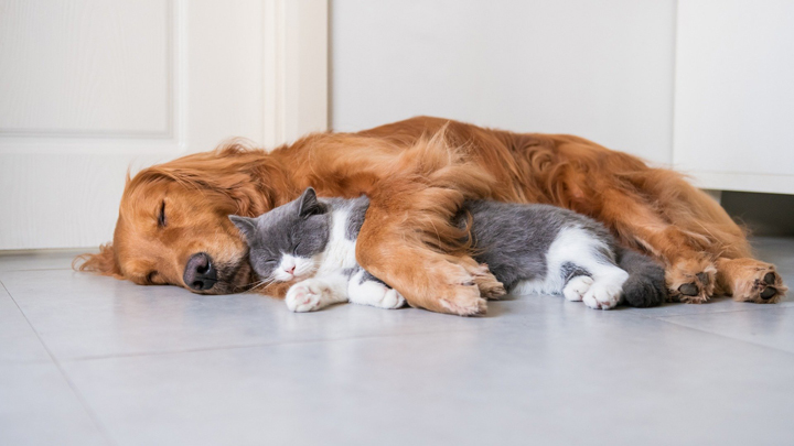 Would this Dog and Cat Sleeping Together Deter Home Buyers?
